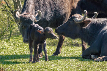 Italian Mediterranean Buffalo family with calf - Water Buffalo (Bubalus bubalis)