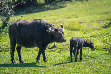 Italian Mediterranean Buffalo mother and calf - Water Buffalo (Bubalus bubalis)