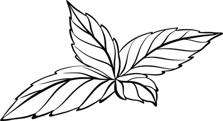 Mint leaves for decorating confectionery products in graphic style. Vector illustration. Hand drawn in a simple minimalist style. Can be used for kitchen, notes, cookbook, textile. 