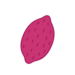 Sweet Potato vector.  Sweet Potato on white background.