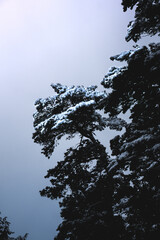 Verschneiter Baum in der Dämmerung der von links oben anscheint wird im schönen lowlight.