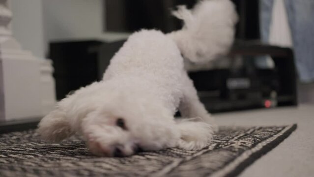 Bichon Fris&eacute; dog rubbing himself on carpet with blurry background