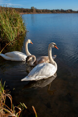 white swans group on the lake swim well under the bright sun