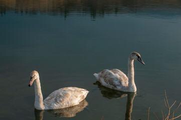 white swans group on the lake swim well under the bright sun