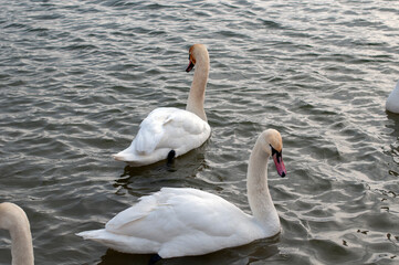 white swans group on the lake swim well under the bright sun