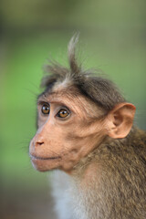 A Close up for Common Indian Monkey-Bonnet macaque portrait