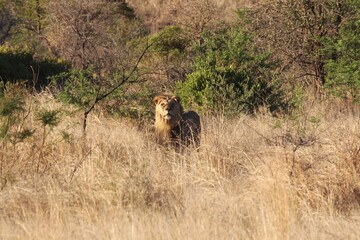 lion in the grass