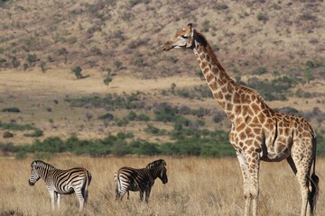 giraffe and zebras