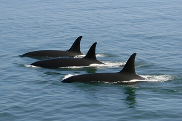 Fototapeta premium Killer Whale, orcinus orca. Neural network AI generated art