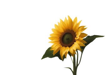 Sunflower flowers isolated on transparent background Yellow flower isolated Photo summer flowers