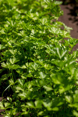 Fototapeta na wymiar growing parsley bushes in a garden bed, close-up of greenery seedlings