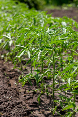 growing tomato bushes in a garden bed close-up seedlings