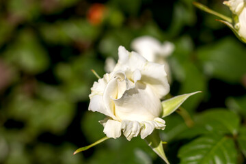 Obraz na płótnie Canvas white rose bud close up