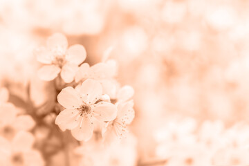 Cherry flowers. Color of the Year 2024 Peach Fuzz Abstract background.