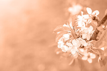 Cherry flowers. Color of the Year 2024 Peach Fuzz Abstract background.