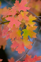 autumn leaves background