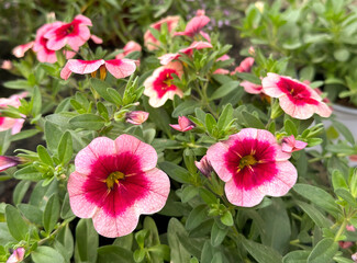 Decorative garden flower petunia (lat. Petunia)