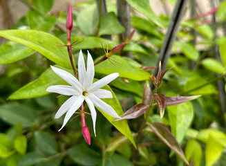 Angel-wing jasmine (lat.- Jasminum laurifolium)