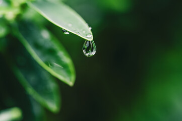 Rain droplets on fresh green succulents and plant leaves with moody dark natural lighting closeup macro shot shallow depth of field 