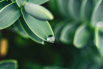 Rain droplets on fresh green succulents and plant leaves with moody dark natural lighting closeup macro shot shallow depth of field 