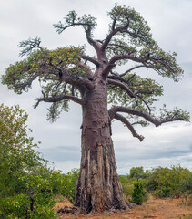 Сrown of wild African baobab with traces of elephant tusks on the bark in the lower part of the trunk.