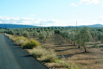 Fototapeta na wymiar path with olive trees 
