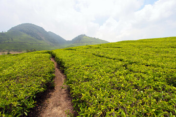 Tea plantations in the Ciwidey near Bandung in West Java, Indonesia.