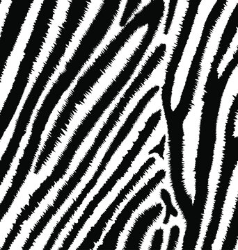 Black and white realistic Zebra skin texture pattern