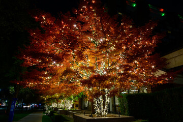 fall leaves and holiday lights