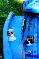 Fototapeta na wymiar cats in the boat