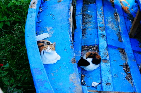 cats in the boat