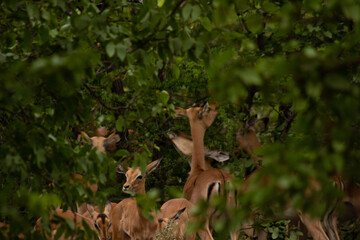 Fototapeta na wymiar impala hiding