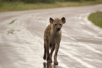 hyena street
