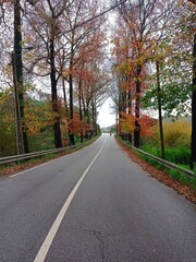 
road in colorful autumn forest