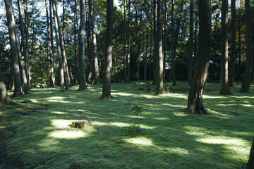 苔むした日本庭園