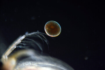 dafnia widziana pod mikroskopem optycznym 