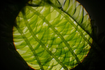 mech torfowiec pod mikroskopem 