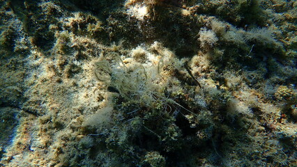 Lost fishing line underwater, Aegean Sea, Greece, Halkidiki. Sea pollution.