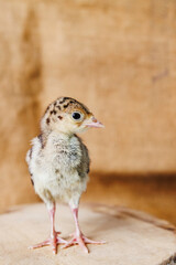 baby turkey burlap background 