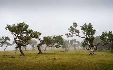 Fanal Impressions