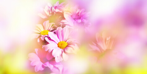 flower and soft bokeh background