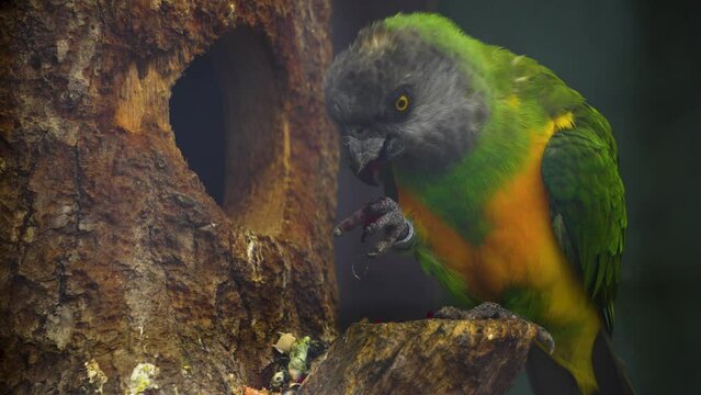 Close up of a A senegal parrot eating and holding his food with his claws