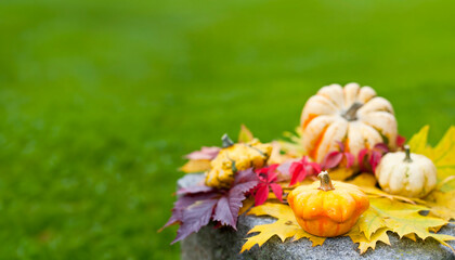 Obraz na płótnie Canvas autumn still life with pumpkins