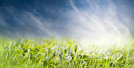 dewy meadow background with empty space