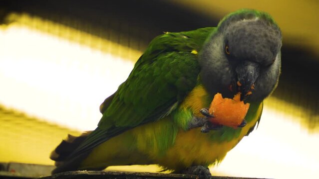 Close up of a A senegal parrot eating and holding his food with his claws