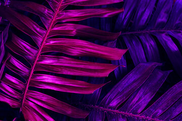 Vibrant Purple and Pink Monstera Leaves, Tropical Foliage in a Colorful Botanical Composition