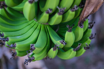 Fresh Green Banana Bunches Hanging in Tropical Forest Setting, Natural Organic Fruit Growth
