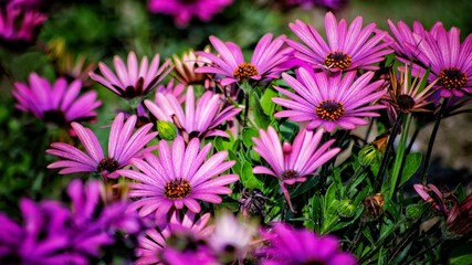 pink and purple flowers