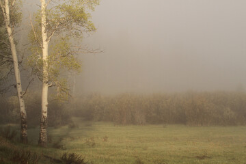 Misty aspen morning, Grand Teton National Park, Wyoming