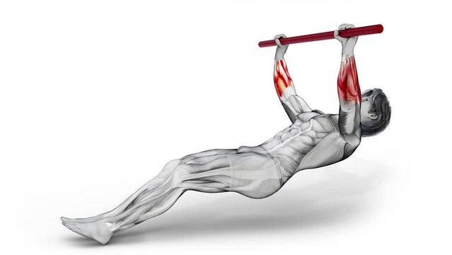 Side View Inverted Row